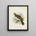 Carpophaga della Nuova Zelanda - John Gerrard Keulemans — quadro incorniciato alla parete