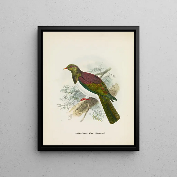 John Gerrard Keulemans - Carpophaga novae zealandiae.webp