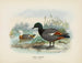Casarca variegata maschio e femmina - John Gerrard Keulemans — vista dell’opera