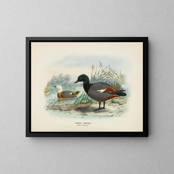 Casarca variegata maschio e femmina - John Gerrard Keulemans — quadro incorniciato alla parete