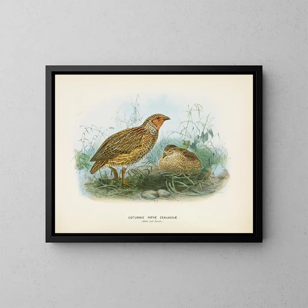 Caille della Nuova Zelanda maschio e femmina - John Gerrard Keulemans — quadro incorniciato alla parete
