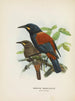 Creazioni carnuculatus - John Gerrard Keulemans — vista dell’opera