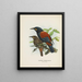 Creazioni carnuculatus - John Gerrard Keulemans — quadro incorniciato alla parete