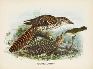 Il giovane nutrito dal merlo grigio - John Gerrard Keulemans — vista dell’opera
