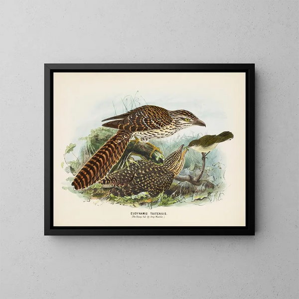 Il giovane nutrito dal merlo grigio - John Gerrard Keulemans — quadro incorniciato alla parete