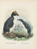 Eudyptes chrysocomus et Eudyptula minori - John Gerrard Keulemans — vista dell’opera