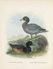 Fuligula new zealandiae et Hymenolaemus malacorhynchus - John Gerrard Keulemans — vista dell’opera
