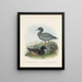 Fuligula new zealandiae et Hymenolaemus malacorhynchus - John Gerrard Keulemans — quadro incorniciato alla parete