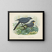 Glaucopis wilsoni e Glaucopis cinerea - John Gerrard Keulemans — quadro incorniciato alla parete