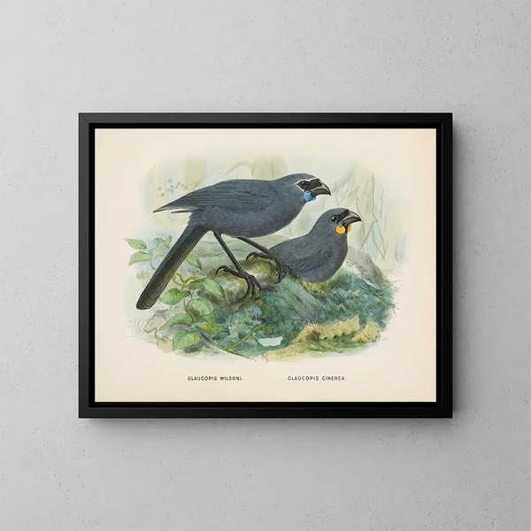 Glaucopis wilsoni e Glaucopis cinerea - John Gerrard Keulemans — quadro incorniciato alla parete