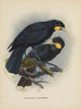 Heteralocha acutirostris - John Gerrard Keulemans — vista dell’opera