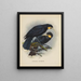 Heteralocha acutirostris - John Gerrard Keulemans — quadro incorniciato alla parete