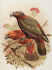 Perroquet Kaka e varietà Kakakura Nestor meridionalis - John Gerrard Keulemans — vista dell’opera