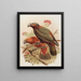 Perroquet Kaka e varietà Kakakura Nestor meridionalis - John Gerrard Keulemans — quadro incorniciato alla parete