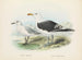 Larus bulleri e Larus dominicanus - John Gerrard Keulemans — vista dell’opera