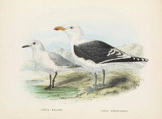 Larus bulleri e Larus dominicanus - John Gerrard Keulemans — vista dell’opera