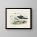 Larus bulleri e Larus dominicanus - John Gerrard Keulemans — quadro incorniciato alla parete
