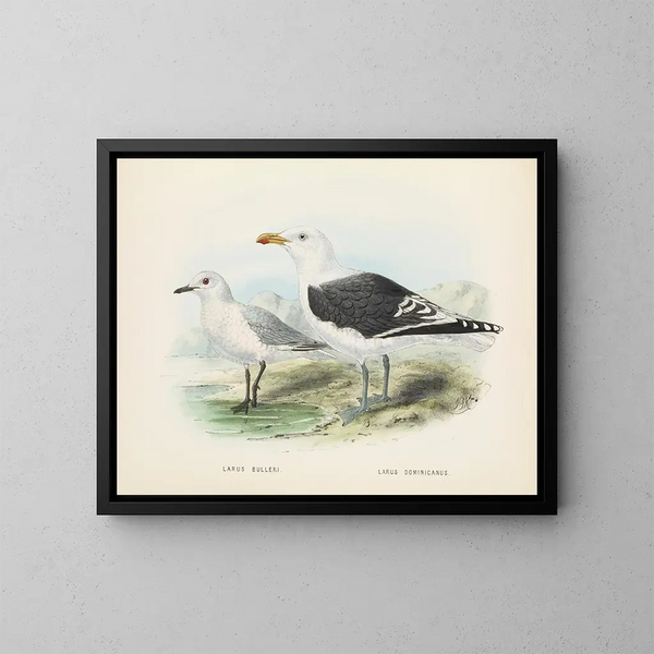 Larus bulleri e Larus dominicanus - John Gerrard Keulemans — quadro incorniciato alla parete