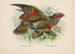 Nestor notabilis e Nestor meridionalis - John Gerrard Keulemans — vista dell’opera