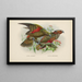 Nestor notabilis e Nestor meridionalis - John Gerrard Keulemans — quadro incorniciato alla parete