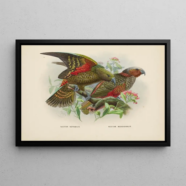 John Gerrard Keulemans - Nestor notabilis and Nestor meridionalis.webp