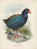 Coperture Notornis - John Gerrard Keulemans — vista dell’opera