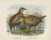 Ocydromus earli e Ocydromus australis - John Gerrard Keulemans — vista dell’opera