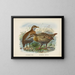 Ocydromus earli e Ocydromus australis - John Gerrard Keulemans — quadro incorniciato alla parete