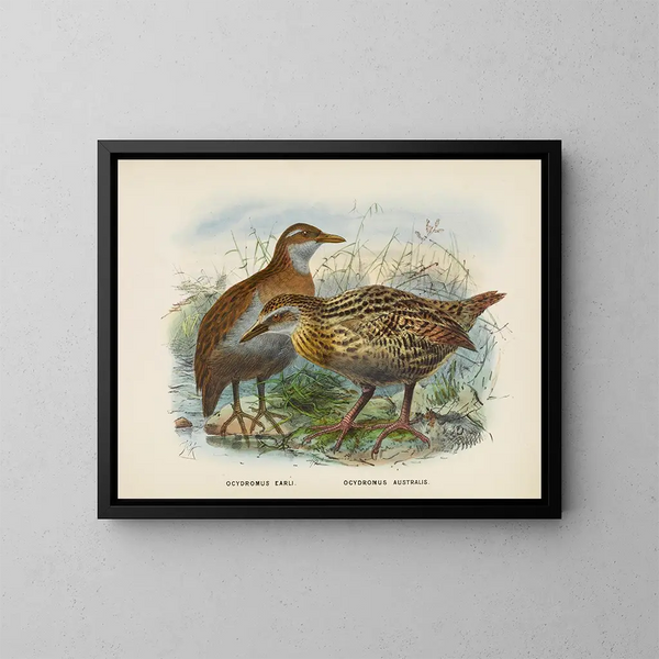 Ocydromus earli e Ocydromus australis - John Gerrard Keulemans — quadro incorniciato alla parete