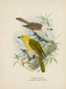 Orthonyx albicilla e Orthonyx ochrocephala - John Gerrard Keulemans — vista dell’opera