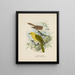 Orthonyx albicilla e Orthonyx ochrocephala - John Gerrard Keulemans — quadro incorniciato alla parete