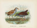 Ortygometra affinis e Ortygometra tabuensis - John Gerrard Keulemans — vista dell’opera