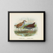 Ortygometra affinis e Ortygometra tabuensis - John Gerrard Keulemans — quadro incorniciato alla parete