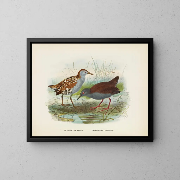 Ortygometra affinis e Ortygometra tabuensis - John Gerrard Keulemans — quadro incorniciato alla parete