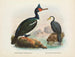 Cormorani a caroncules e cormorani a becco corto - John Gerrard Keulemans — vista dell’opera