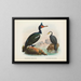Cormorani a caroncules e cormorani a becco corto - John Gerrard Keulemans — quadro incorniciato alla parete