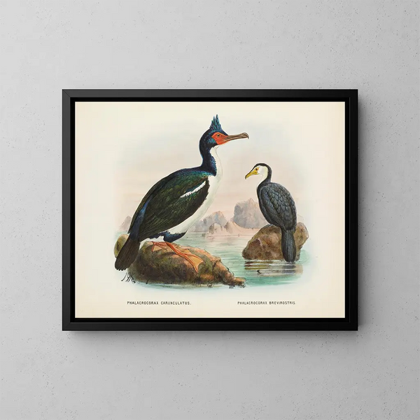 Cormorani a caroncules e cormorani a becco corto - John Gerrard Keulemans — quadro incorniciato alla parete