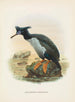Phalacrocorax featherstoni - John Gerrard Keulemans — vista dell’opera