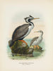 Phalacrocorax punctatus maschio e femmina - John Gerrard Keulemans — vista dell’opera