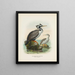 Phalacrocorax punctatus maschio e femmina - John Gerrard Keulemans — quadro incorniciato alla parete