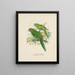 Platycercus auriceps Platycercus Nuova Zelanda - John Gerrard Keulemans — quadro incorniciato alla parete
