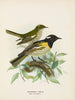 Maschio e femmina circondati da pogonornis - John Gerrard Keulemans — vista dell’opera