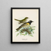Maschio e femmina circondati da pogonornis - John Gerrard Keulemans — quadro incorniciato alla parete