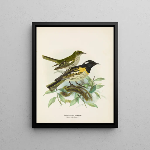 John Gerrard Keulemans - Pogonornis cincta Male and Female.webp