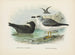 Puffin fuligginoso e Puffin di Lessoni - John Gerrard Keulemans — vista dell’opera