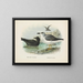 Puffin fuligginoso e Puffin di Lessoni - John Gerrard Keulemans — quadro incorniciato alla parete