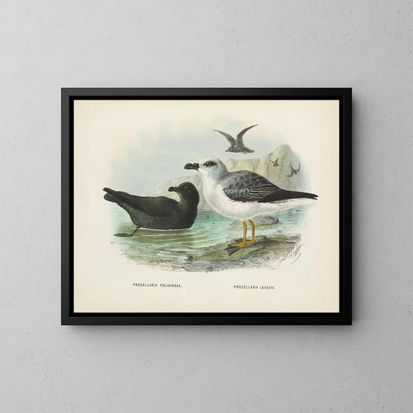 Puffin fuligginoso e Puffin di Lessoni - John Gerrard Keulemans — quadro incorniciato alla parete