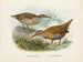 Rallus philipensis et Rallus dieffenbachii - John Gerrard Keulemans — vista dell’opera