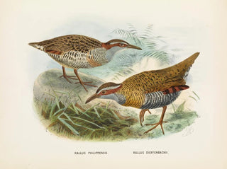 Rallus philipensis et Rallus dieffenbachii - John Gerrard Keulemans — vista dell’opera