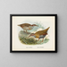 Rallus philipensis et Rallus dieffenbachii - John Gerrard Keulemans — quadro incorniciato alla parete